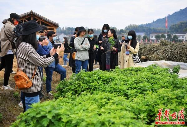 迈向2025，全年免费资料大全的详细解答、解释与落实策略,2025全年免费资料大全,详细解答、解释与落实